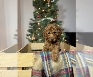 Poodle (Miniature) Puppy for sale in INDIANAPOLIS, IN, USA