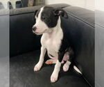 Small #1 Boston Terrier