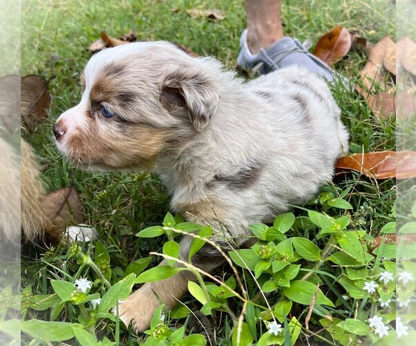 Medium Photo #2 Miniature Australian Shepherd Puppy For Sale in MONTICELLO, SC, USA