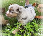 Small #1 Miniature Australian Shepherd