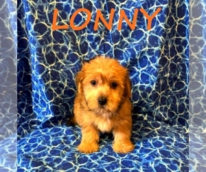 Snorkie Puppy for sale in HARTLAND, MN, USA