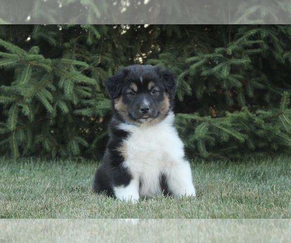 Medium Photo #3 Australian Shepherd Puppy For Sale in CARMEL, IN, USA