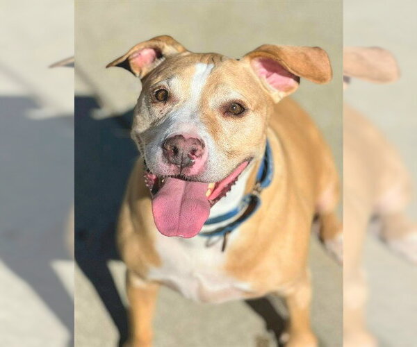 Medium Photo #2 Staffordshire Bull Terrier Puppy For Sale in Sacramento, CA, USA