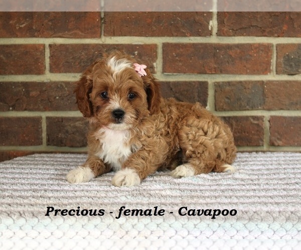 Medium Photo #2 Cavapoo Puppy For Sale in CLARKRANGE, TN, USA