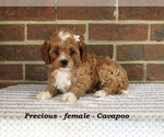 Small #1 Cavapoo