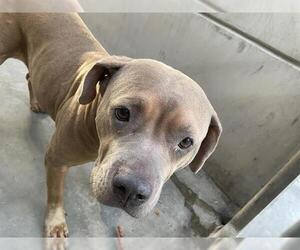 American Pit Bull Terrier Dogs for adoption in Pasadena, CA, USA