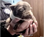 Small Mutt