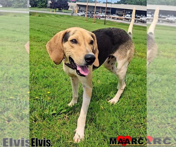 Medium Photo #2 Mutt Puppy For Sale in Maryville, TN, USA