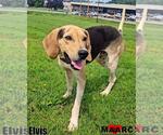 Small #1 Mutt