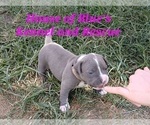 Small #12 American Pit Bull Terrier