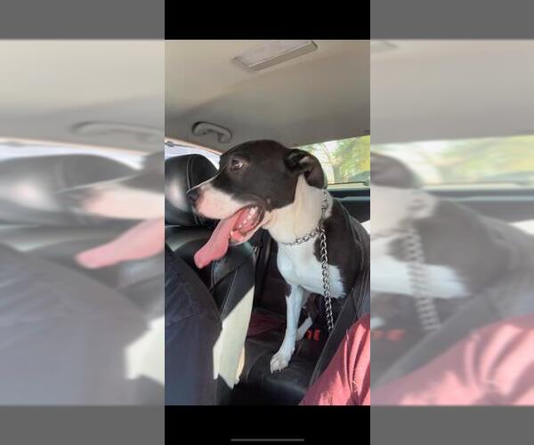 Medium Photo #1 American Staffordshire Terrier Puppy For Sale in San Antonio, TX, USA