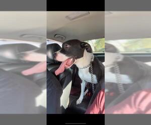 American Staffordshire Terrier Dogs for adoption in San Antonio, TX, USA