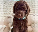Small Photo #2 Labradoodle mix (+ Poodle Standard) Puppy For Sale in CHULA VISTA, CA, USA