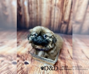 Pekingese Puppy for sale in RIPLEY, MS, USA