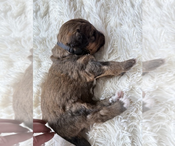 Medium Photo #73 Bernedoodle Puppy For Sale in BELMONT, NC, USA