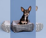 Small #1 Chihuahua Mix