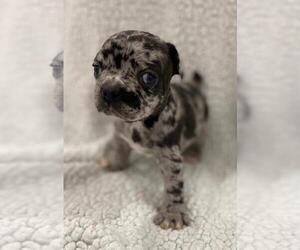 French Bulldog Puppy for sale in CHARLESTON, SC, USA
