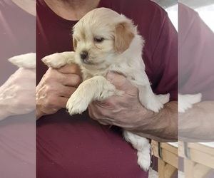 Shih Tzu-Zuchon Mix Puppy for sale in SPRING GROVE, PA, USA
