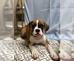 Small Photo #1 Boxer Puppy For Sale in DELTONA, FL, USA