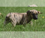 Small #8 Boxer Mix