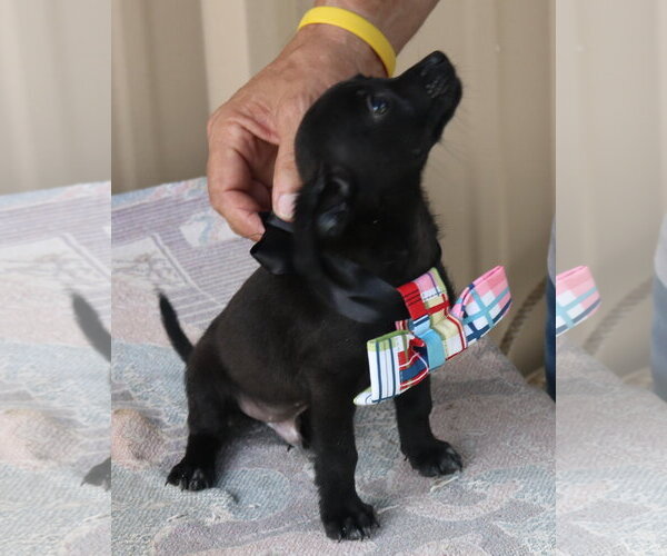 Medium Photo #3 Cairn Terrier Puppy For Sale in Bandera, TX, USA