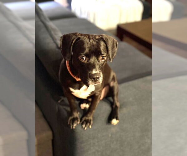 Medium Photo #1 Puggle Puppy For Sale in Chandler, AZ, USA