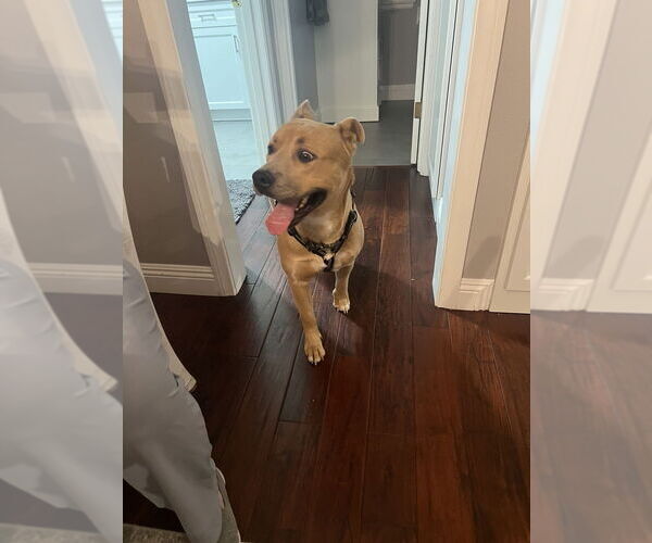 Medium Photo #2 American Staffordshire Terrier-Carolina Dog Mix Puppy For Sale in Banning, CA, USA