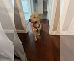 Small #1 American Staffordshire Terrier-Carolina Dog Mix