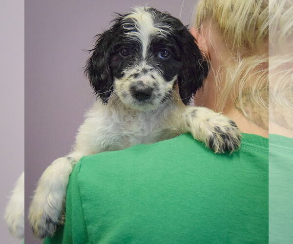 Medium Photo #3 Spaniel-Unknown Mix Puppy For Sale in Huntley, IL, USA