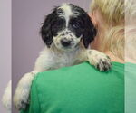 Small #2 Spaniel Mix