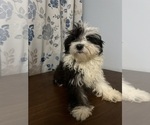 Small #50 Havanese