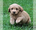 Small Photo #14 Labradoodle Puppy For Sale in SYRACUSE, IN, USA