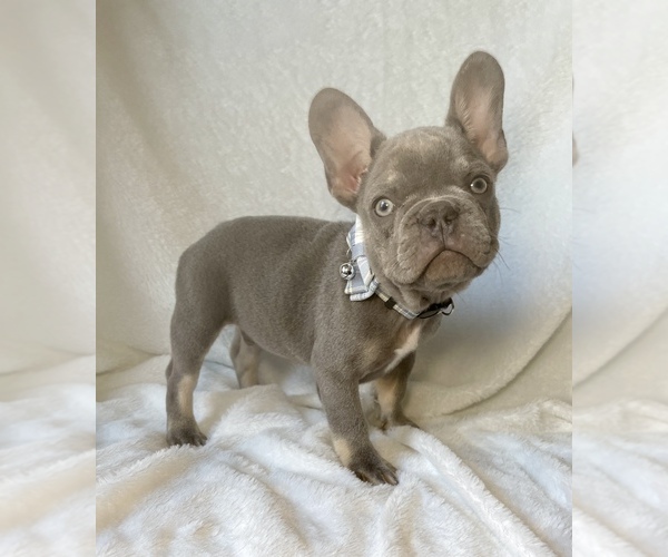 Medium Photo #1 French Bulldog Puppy For Sale in GLENDALE, AZ, USA