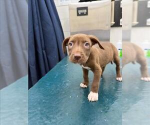 Medium Labrador Retriever Mix