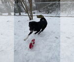 Small #3 Border Collie Mix