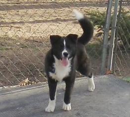 Pomsky Dogs for adoption in DAYTON, VA, USA