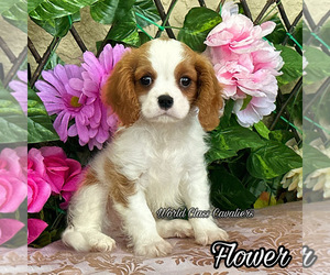 Cavalier King Charles Spaniel Puppy for sale in MIAMI, FL, USA