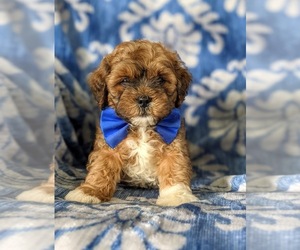 Lhasa-Poo Puppy for sale in LINCOLN UNIV, PA, USA