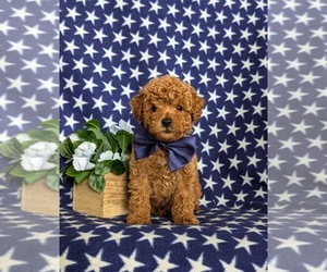 Maltipoo Puppy for sale in LINCOLN UNIV, PA, USA