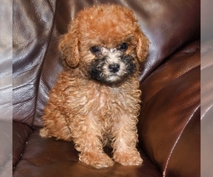 Poodle (Toy) Puppy for sale in FORT SCOTT, KS, USA