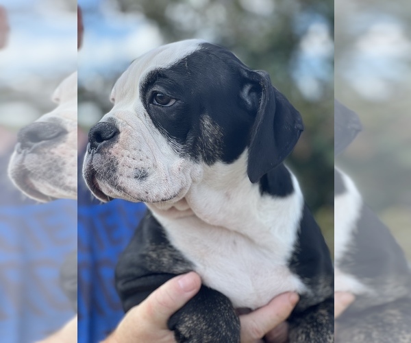 Medium Photo #5 Olde English Bulldogge Puppy For Sale in FLORESVILLE, TX, USA