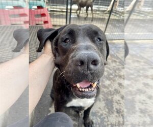 Presa Canario Dogs for adoption in Goodyear, AZ, USA