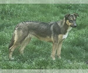 German Shepherd Dog-Unknown Mix Dogs for adoption in Olalla, WA, USA