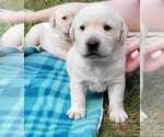 Puppy Puppy 2 Labrador Retriever