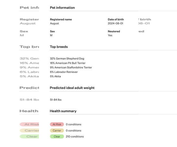 Medium Photo #5 American Staffordshire Terrier-Unknown Mix Puppy For Sale in Germantown, OH, USA