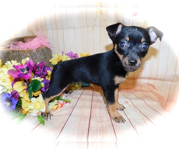 Medium Photo #2 American Rat Pinscher Puppy For Sale in HAMMOND, IN, USA