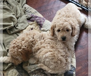Goldendoodle (Miniature) Puppy for Sale in ASHBY, Minnesota USA