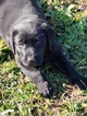 Small Photo #10 Labrador Retriever Puppy For Sale in HARTVILLE, MO, USA