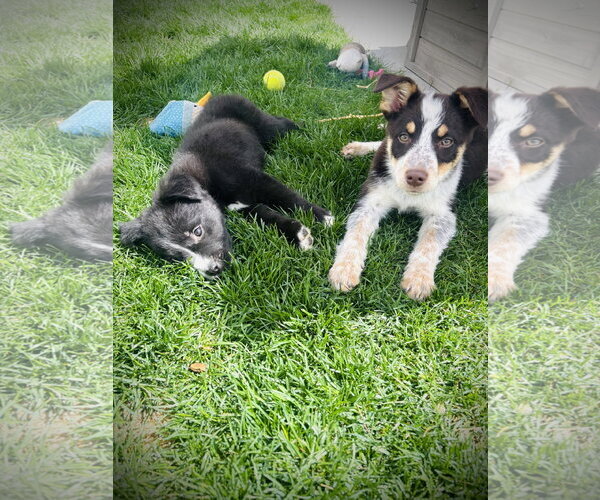 Medium Photo #5 Mutt Puppy For Sale in Sandy, UT, USA