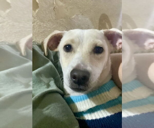 Medium Photo #7 Chiweenie Puppy For Sale in San Diego, CA, USA